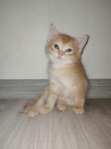 angora pişik: 🐈 Evdə doğulub böyüyən ŞİRİN PİŞİK BALALARI🐈 📍Binə/Atçılıq 292 nömrəli — 1