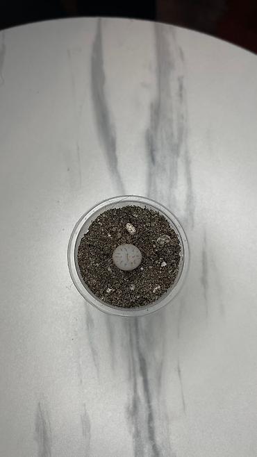 Кактусы: В наличии ❗️‼️ Самые необычные цветы😍как будто с другой планеты 🪐 — 20