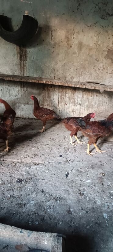 ayagi xinali qus: Salam dostlar 6 aylig temiz gan redislan xoruzlari satilir unvan
