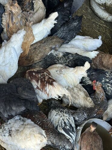 животные сабака: Продаю | Куры | Домашняя | Для разведения
