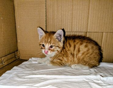 купить щенка джек рассел терьер: Кошка даром: Беспородная, 1 месяц, Мальчик