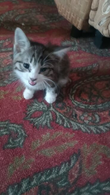 возьму котенка даром: Отдам котят в добрые руки