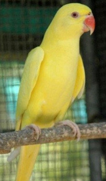 Птицы: Желтые ожиреловые попугаи хорошо разговаривают и приручаются к рукам (