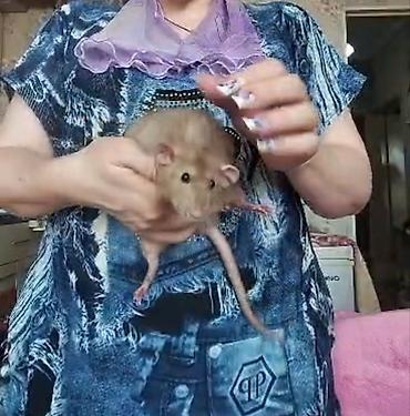 Крысы: Питомник крыс Rat Haus Love . Предлагает пару молодых крыс . Мальчик — 16