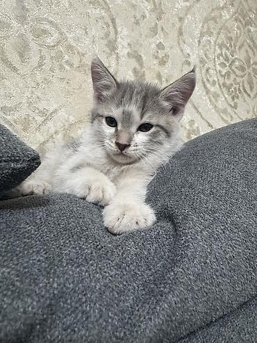 итер: Отдам даром милых котят. Всего 3 котёнка: 2 мальчика и 1 девочка 🐾 — 5