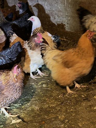 Куры, петухи: Продаю | Куры, Петух | Домашняя | На забой, Для разведения, Несушки — 2