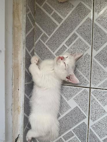 pişik oyuncaqları: Yaxşı əllərə — 7