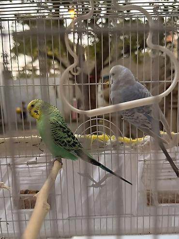 sessiz kompresör: Məhsul: Dalmatian gözəllikdə iki dalğalı tutuquşu (budgerigar) və tam — 2
