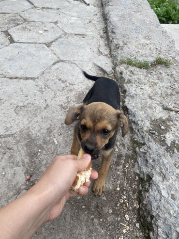 Собаки: Собака даром: 2 месяца, Самка at lalafo.kg Собаки: Собака даром: 2 месяца, Самка