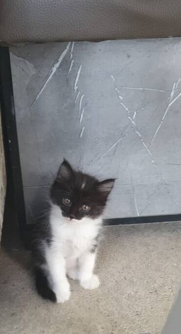 кошка домик: Отдам котик в добрые руки