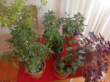 Otaq bitkiləri: Satılır: ev otaq gülləri kolleksiyası - Sansevieriya (Qaynanadili) – — 4