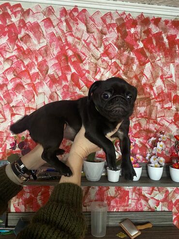 Продажа собак: Мопс, 5 месяцев, Самка, С родословной — 4