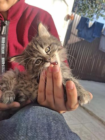 белый хомяк: Котята, домашние отдам в хорошие руки — 2