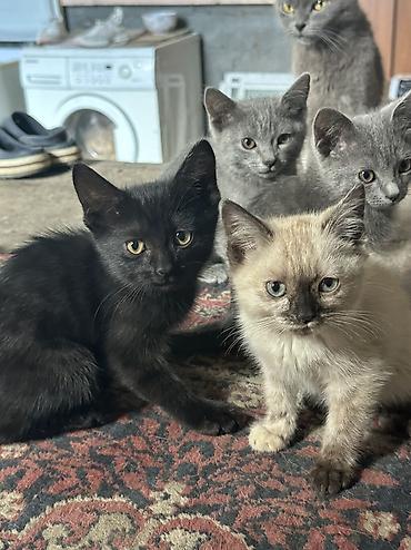 коты бишкек: Отдаю даром котят — 3
