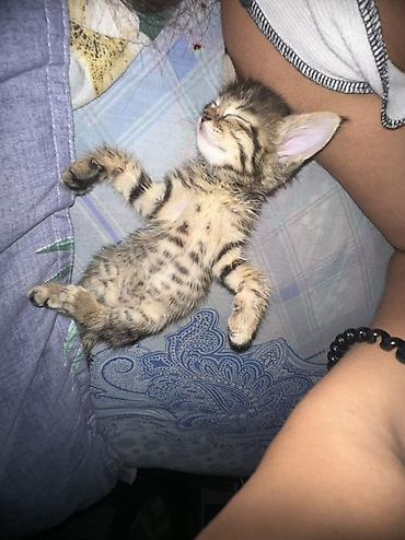 кошки бишкек купить: Отдам котенка! котенок женского пола, у себя держать не можем, поэтому — 2