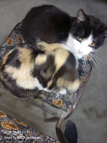 Pişiklər: Yaxşı əllərə — 2