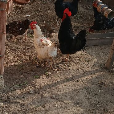 Xoruzlar: Saf qan xətləri olan qara xalli xoruzlar - Rəng: dərin qara, günəşdə — 6