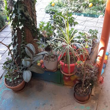 Садовые цветы и кустарники: Саженцы цветка: Пионы, Самовывоз at lalafo.kg — 24 Садовые цветы и кустарники: Саженцы цветка: Пионы, Самовывоз — 24