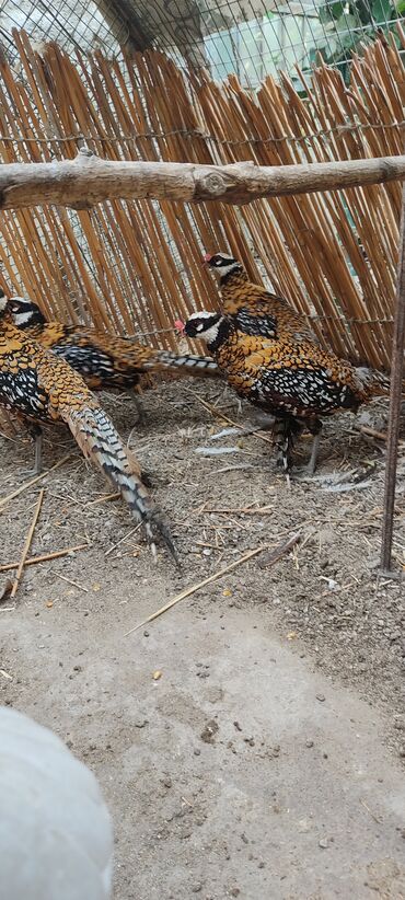 дом для кош: Продаются королевские самцы этого года ранние