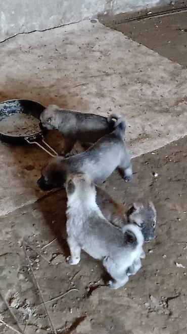 dog argentina: Kanqal, 1 ay, Erkək, Peyvəndli, Ödənişli çatdırılma — 3