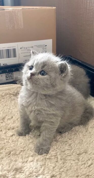 Pişiklər: Şotland, Erkək, Dişi, Ödənişli çatdırılma, Rayonlara çatdırılma — 9