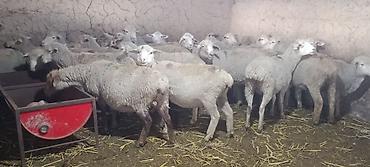 баран дорпер купить: Продаю | Ягненок — 4