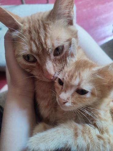 scotish fold: Рыжие котики — коты - Окрас: тёплый рыжий (таби), короткая шерсть — 1