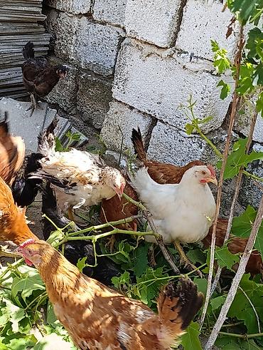 ditdili dermani: Məhsul: Yerli tam sağlam kənd toyuqları 3aylıq bütün vitaminləri — 1