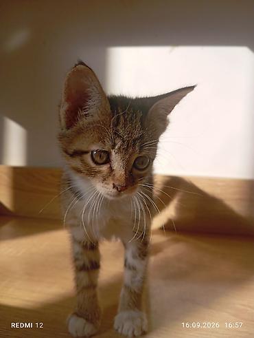 куплю кошка: Котёнок полосатый (табби) с белыми лапками и грудкой. - Окрас — 2