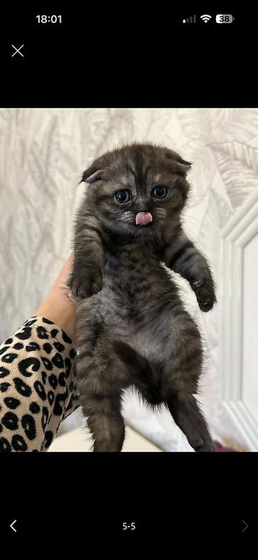 Pişiklər: Şotland — 15