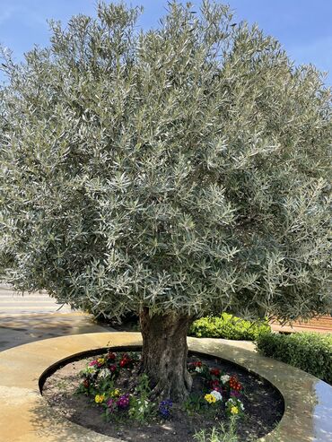 limon ağaçları v Azərbaycan | LIMON: ZeytunBanzay agaclarinin satişi ilk 2 şəkil bizim banzaylarımizdir