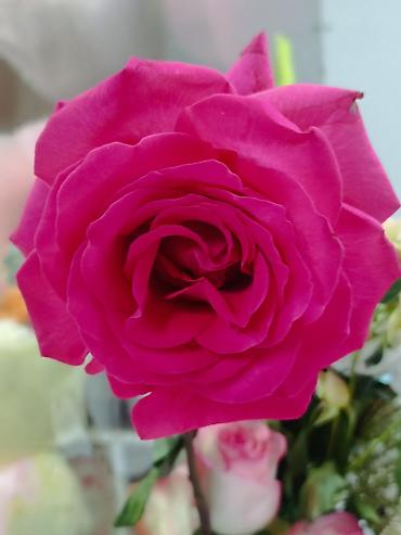 Букеты из живых цветов: 🌸🌹 РАСПРОДАЖА ЦВЕТОВ! 🌹🌸 🔥 Розы и хризантемы 💐 Свежие • Пышные • at lalafo.kg — 11 Букеты из живых цветов: 🌸🌹 РАСПРОДАЖА ЦВЕТОВ! 🌹🌸 🔥 Розы и хризантемы 💐 Свежие • Пышные • — 11