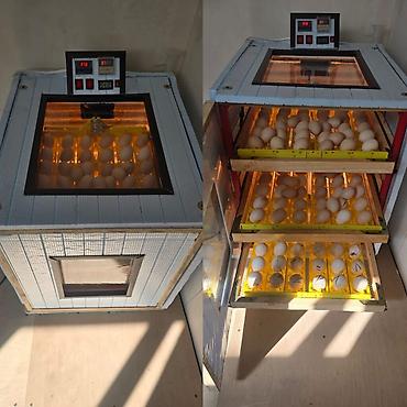Kənd təssərüfatı avadanlığı: 100 yumurta, Zəmanət ilə — 1