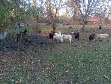 голуби жвотный: Сатам | Ургаачы кой (ургаачы) | Аргын | Көбөйтүү үчүн | Асыл тукумдуу