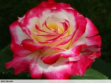 Садовые цветы и кустарники: Саженцы цветка: Розы, Самовывоз, Бесплатная доставка — 14