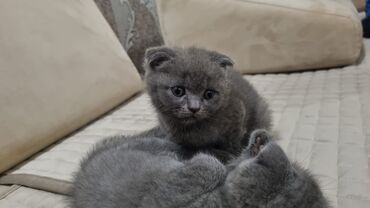 Pişiklər: Şotland yastı qulaq, Erkək, Dişi, Yaxşı əllərə, Ünvandan götürmə, Pulsuz çatdırılma, Ödənişli çatdırılma — 86