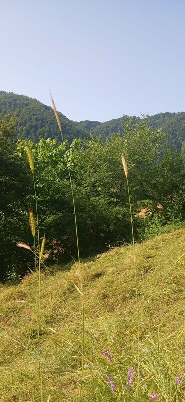 Digər qida məhsulları: ARI ÇÖRƏYİ ( GÜLƏM) Arı məhsulu Tərkibi: 1. Çiçək tozu əsasən; 2. arı — 8