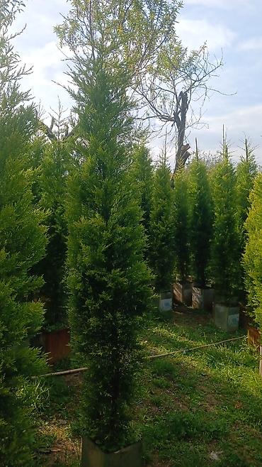 buket şekilleri: Leylandi tuya ağacları – dekorativ, həmişəyaşıl hasar və landşaft üçün — 8