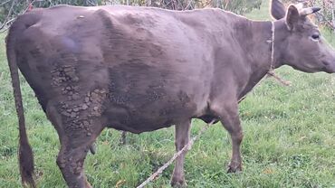 inek satislari: Самка, Simental, лет: 4, 500 кг, Для разведения, Для молока at lalafo.az inek satislari: Самка, Simental, лет: 4, 500 кг, Для разведения, Для молока