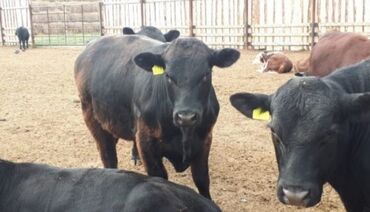 молочные породы коров в кыргызстане: КРС чистокровныйх телята тёлочки бычков коровы мой номер телефона