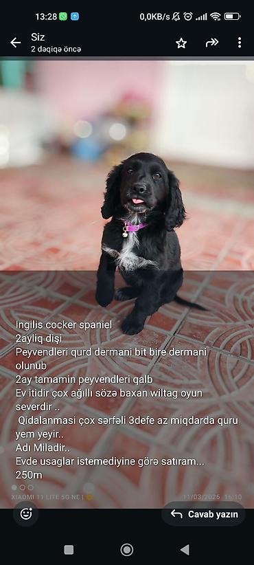 it balası satılır: Koker spaniyel, 2 ay, Dişi, Peyvəndli — 1