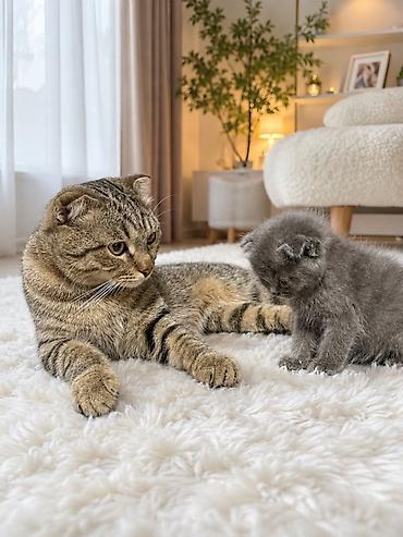 кошка вислоухая: Шотландский вислоухий котёнок, окрас сплошной голубой. - Порода — 2
