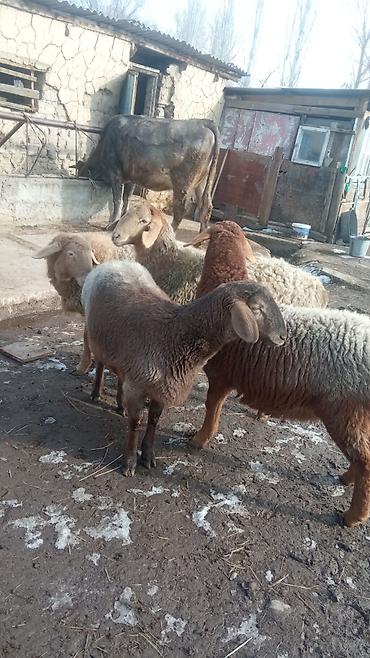 Баран, овца: Продаю | Овца (самка) | Полукровка | Для разведения | Матка — 7