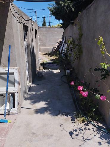 bakida torpaq: Tikinti — 3