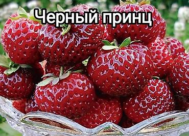 Саженцы садовой земляники (клубники) — проверенные сортовые позиции