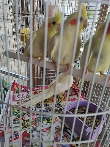 Tutuquşları: Korella 35 manattan bozlar sarilar 45-50 Azn qefesde var 15-20 Azn — 14