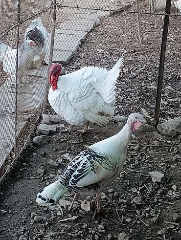 Индюки: Продаю | Индюшка (самка), Индюк (самец) | Полукровка | На забой, Для разведения | Племенные — 4