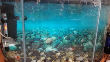 Akvariumlar: Akvarium satılır. 28 litr su tutumu var. 50 uzunluqu 22 eni 32