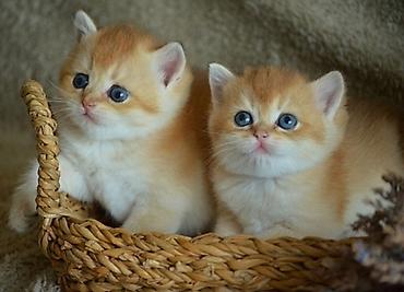 Pişiklər: Qızıl şinşilla, Erkək, Dişi, Ünvandan götürmə — 10