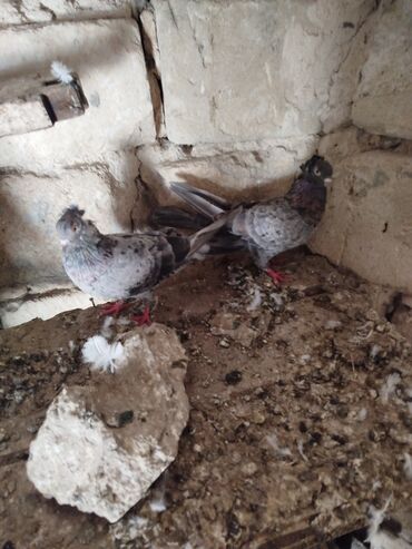 Göyərçinlər: Şəkillərdə müxtəlif rənglərdə və bəzi fərqli xüsusiyyətlərə malik — 8